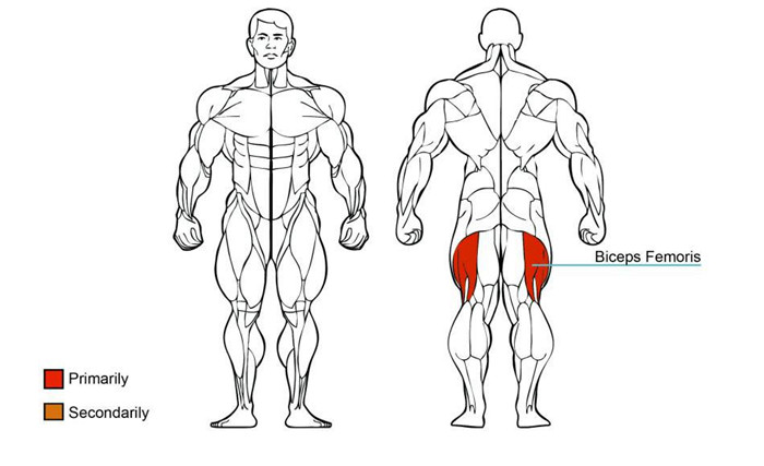 大腿外展训练器肌肉图